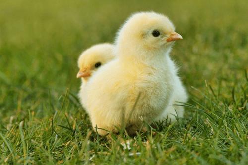Már a tojásban végezni kell a hímnemű kiscsirkékkel egy új német törvény szerint